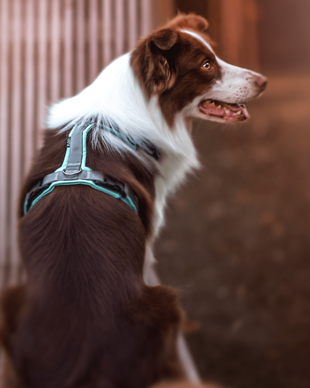 犬用ハーネス 4dox カスタムメイド カラー 採寸オーダー 名入れ無料 中型犬 大型犬｜ペット用首輪・ハーネス｜犬用ハーネス 4dox カスタムメイド カラー 採寸オーダー 名入れ無料 中型犬 大型犬
