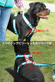 犬用ハーネス 【正規取扱店】4dox(フォードックス) コンフォートプラスハーネス｜ペット用首輪・ハーネス｜犬用ハーネス 【正規取扱店】4dox(フォードックス) コンフォートプラスハーネス