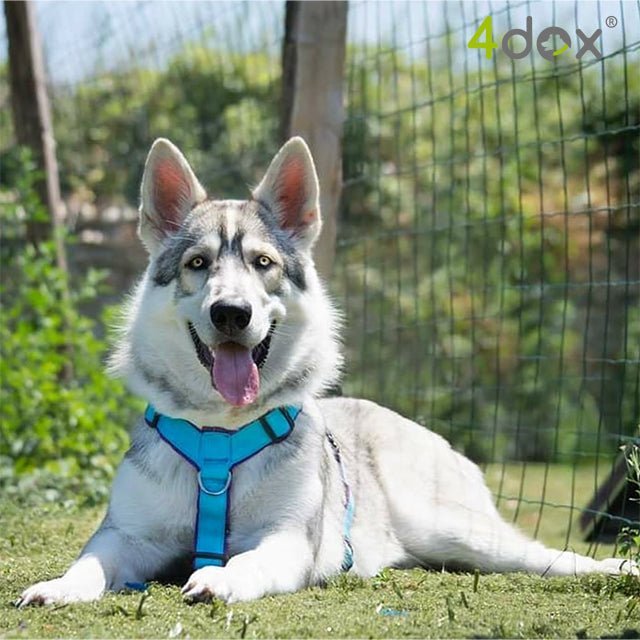 犬用ハーネス｜2トーンカラーがおしゃれ｜4doxコンフォートプラス