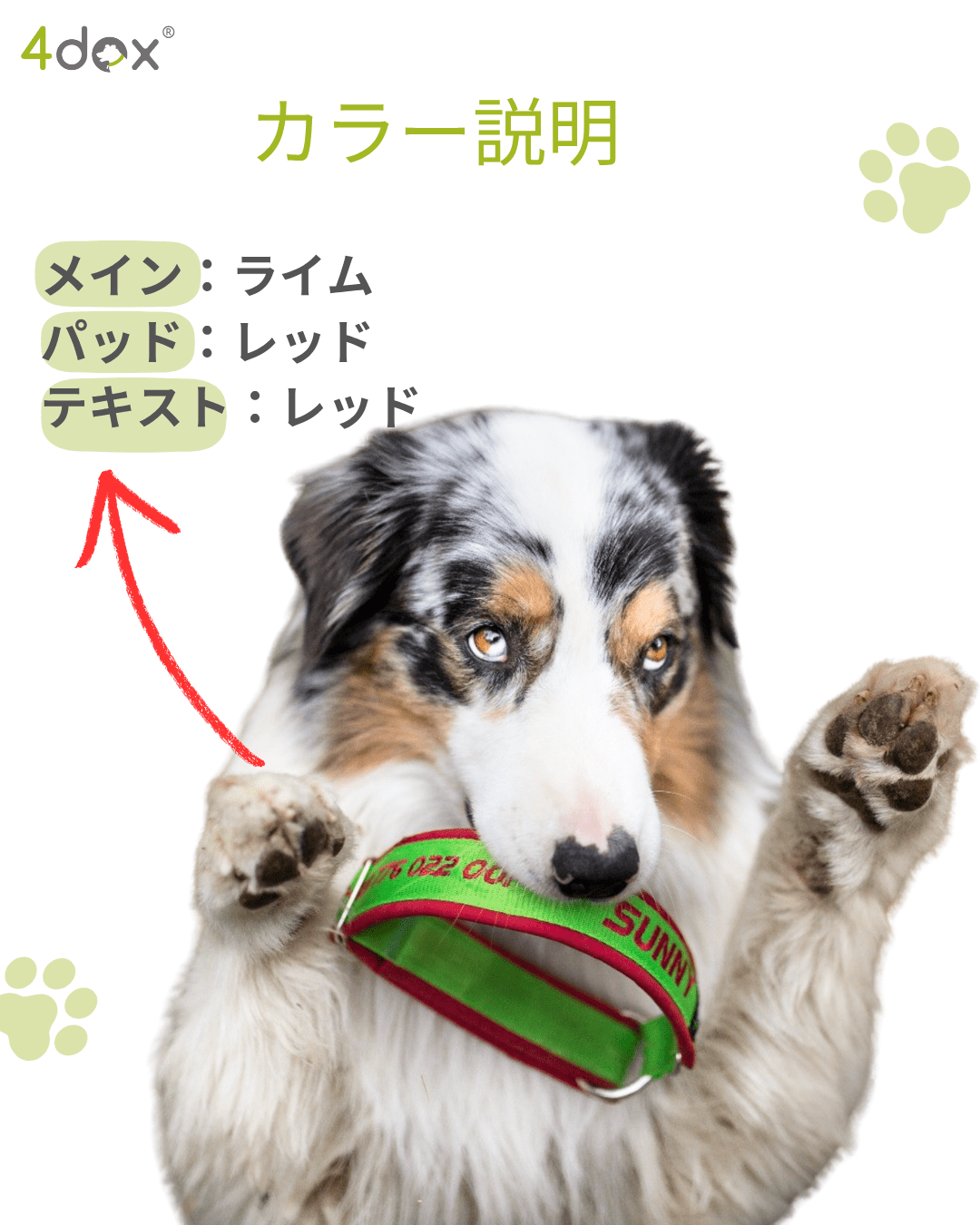 犬用 4dox｜小型犬・中型犬・大型犬対応 カスタムメイドネックバンド（クラシックカラー）｜オリジナルカラー＆無料名入れ｜ペット用首輪・ハーネス｜犬用 4dox｜小型犬・中型犬・大型犬対応 カスタムメイドネックバンド（クラシックカラー）｜オリジナルカラー＆無料名入れ