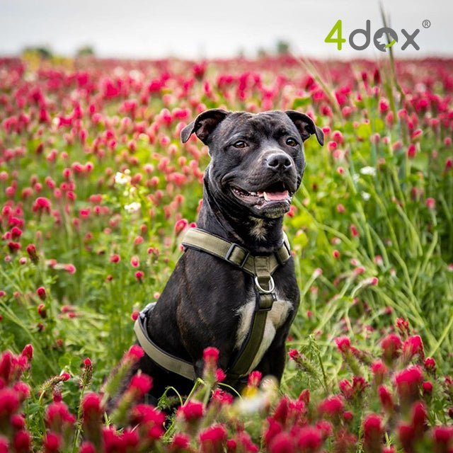 犬用ハーネス 4dox - コンフォートプラスハーネス｜ペット用首輪・ハーネス｜犬用ハーネス 4dox - 安全・快適でおしゃれなデザインの散歩用ハーネス｜ペット用首輪・ハーネス
