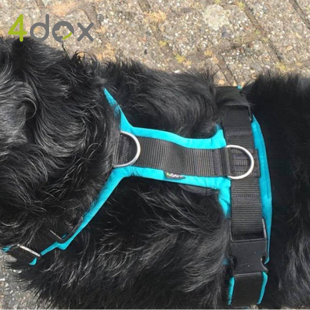 犬用ハーネス 4dox 中型犬・大型犬 – カスタムメイドハーネス オリジナルカラー＆文字入れ無料｜ペット用首輪・ハーネス｜