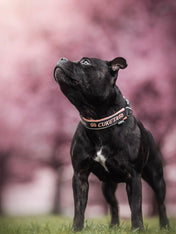 犬用 4dox｜小型犬・中型犬・大型犬対応 カスタムメイドネックバンド（クラシックカラー）｜オリジナルカラー＆無料名入れ｜ペット用首輪・ハーネス｜犬用 4dox｜小型犬・中型犬・大型犬対応 カスタムメイドネックバンド（クラシックカラー）｜オリジナルカラー＆無料名入れ