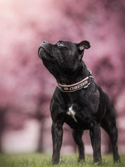 犬用 4dox｜小型犬・中型犬・大型犬対応 カスタムメイドネックバンド（クラシックカラー）｜オリジナルカラー＆無料名入れ｜ペット用首輪・ハーネス｜犬用 4dox｜小型犬・中型犬・大型犬対応 カスタムメイドネックバンド（クラシックカラー）｜オリジナルカラー＆無料名入れ