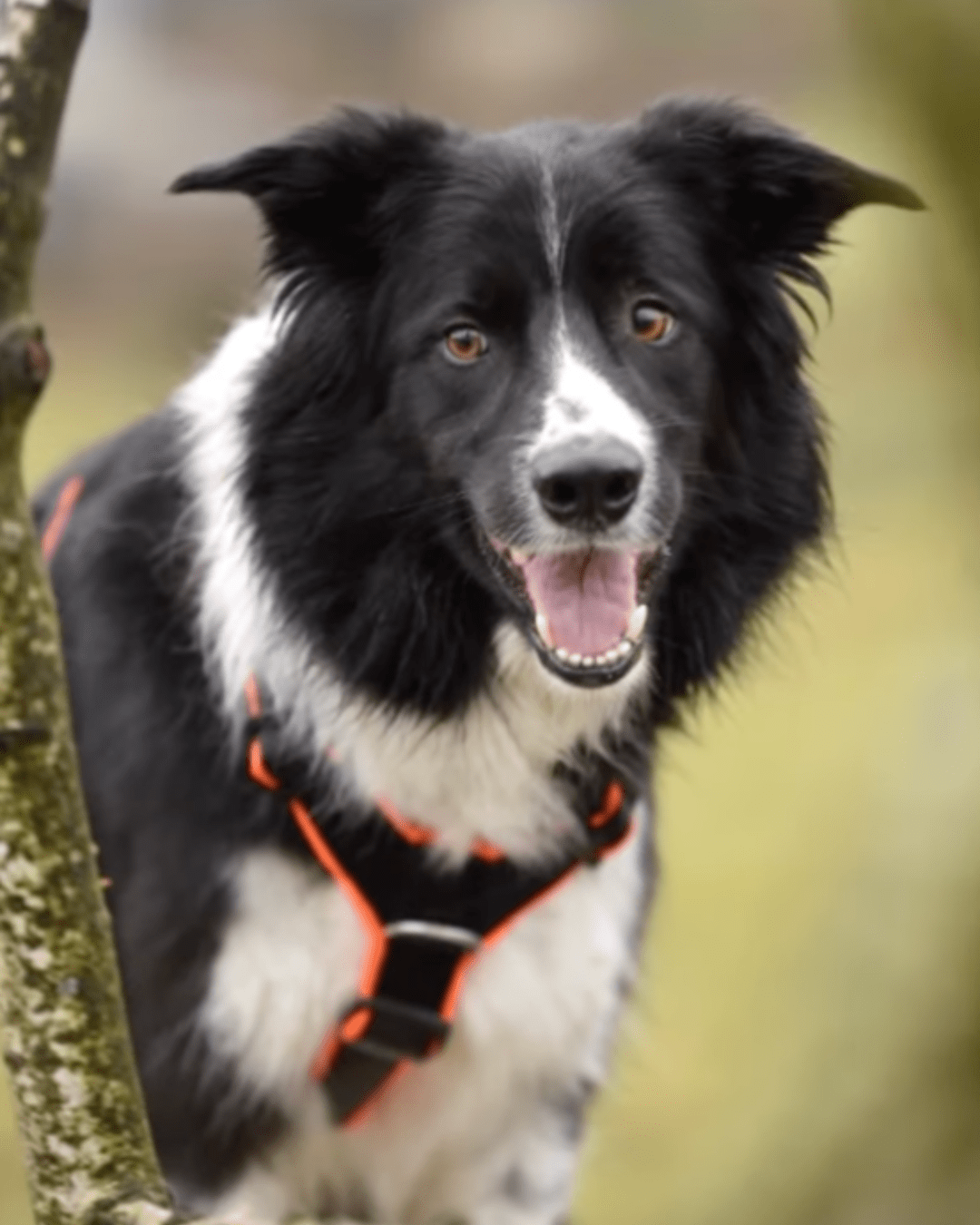 犬用ハーネス 4dox カスタムメイド カラー 採寸オーダー 名入れ無料 中型犬 大型犬｜ペット用首輪・ハーネス｜犬用ハーネス 4dox カスタムメイド カラー 採寸オーダー 名入れ無料 中型犬 大型犬