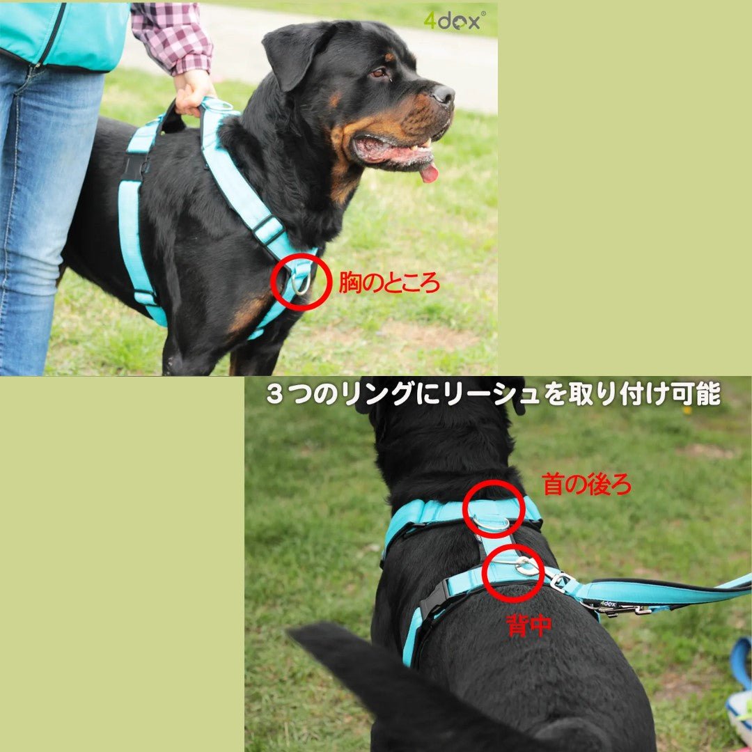 犬用ハーネス 4dox - カプチーノカラー | 全体パッド付きで引っ張りの負担を軽減｜ドッグトレーナー推奨ハーネス