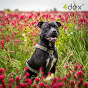 犬用ハーネス 4dox - オリーブカラー | 全体パッド付きで引っ張りの負担を軽減｜ペット・ペット用品>ペット用品>ペット用首輪・ハーネス｜犬用ハーネス 4dox - オリーブカラー | 全体パッド付きで引っ張りの負担を軽減｜ドッグトレーナー推奨ハーネス