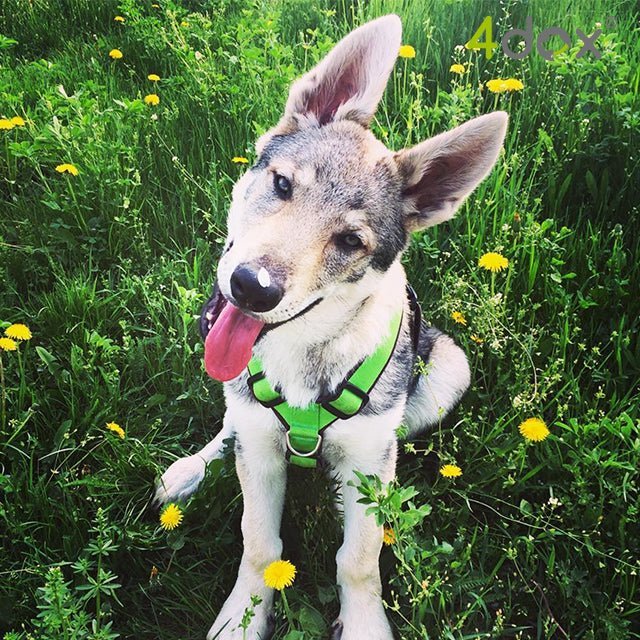 犬用ハーネス｜2トーンカラーがおしゃれ｜4doxコンフォートプラス