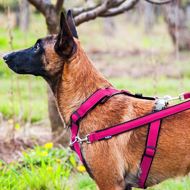 ペット用品販売｜4dox ブランド｜ヨーロッパで人気の犬用品｜快適