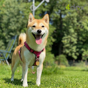 犬用ハーネス 4dox - コンフォートプラスハーネス｜ペット用首輪・ハーネス｜犬用ハーネス 4dox - 安全・快適でおしゃれなデザインの散歩用ハーネス｜ペット用首輪・ハーネス