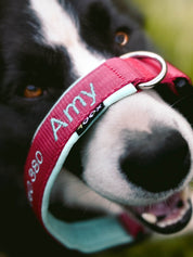 犬用 4dox｜小型犬・中型犬・大型犬対応 カスタムメイドネックバンド（クラシックカラー）｜オリジナルカラー＆無料名入れ｜ペット用首輪・ハーネス｜犬用 4dox｜小型犬・中型犬・大型犬対応 カスタムメイドネックバンド（クラシックカラー）｜オリジナルカラー＆無料名入れ