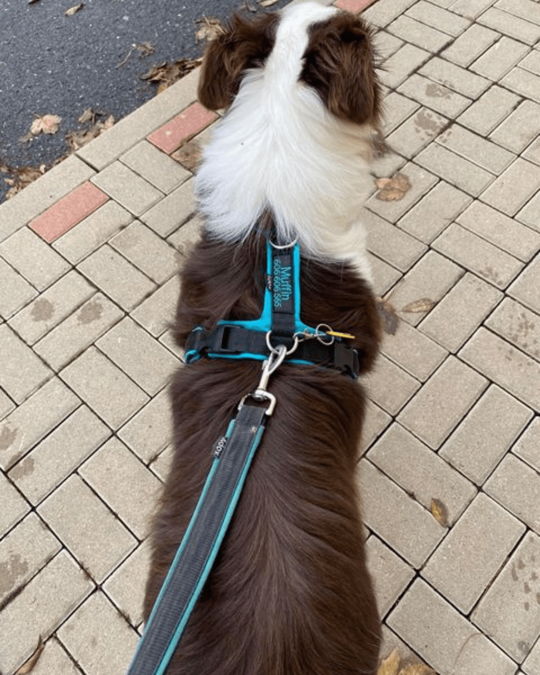 犬用ハーネス 4dox 中型犬・大型犬 – カスタムメイドハーネス オリジナルカラー＆文字入れ無料｜ペット用首輪・ハーネス