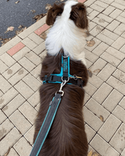 犬用ハーネス 4dox 中型犬・大型犬 – カスタムメイドハーネス オリジナルカラー＆文字入れ無料｜ペット用首輪・ハーネス