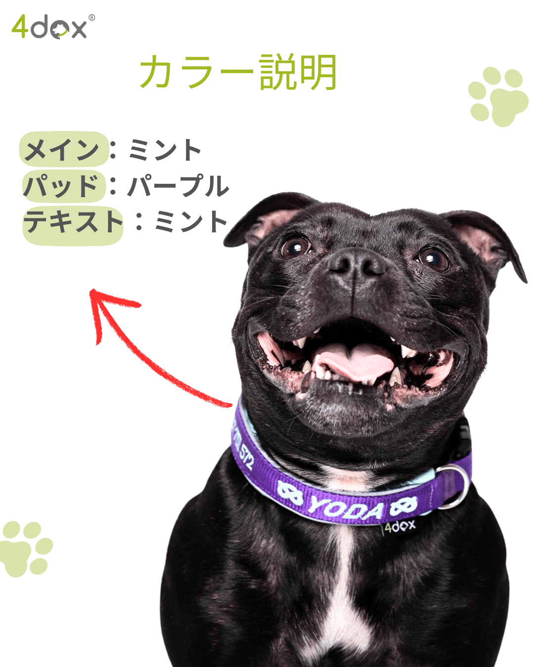 犬用 4dox｜小型犬・中型犬・大型犬対応 カスタムメイドネックバンド（クラシックカラー）｜オリジナルカラー＆無料名入れ｜ペット用首輪・ハーネス｜犬用 4dox｜小型犬・中型犬・大型犬対応 カスタムメイドネックバンド（クラシックカラー）｜オリジナルカラー＆無料名入れ