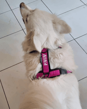 犬用ハーネス 4dox カスタムメイド カラー 採寸オーダー 名入れ無料 中型犬 大型犬｜ペット用首輪・ハーネス｜犬用ハーネス 4dox カスタムメイド カラー 採寸オーダー 名入れ無料 中型犬 大型犬
