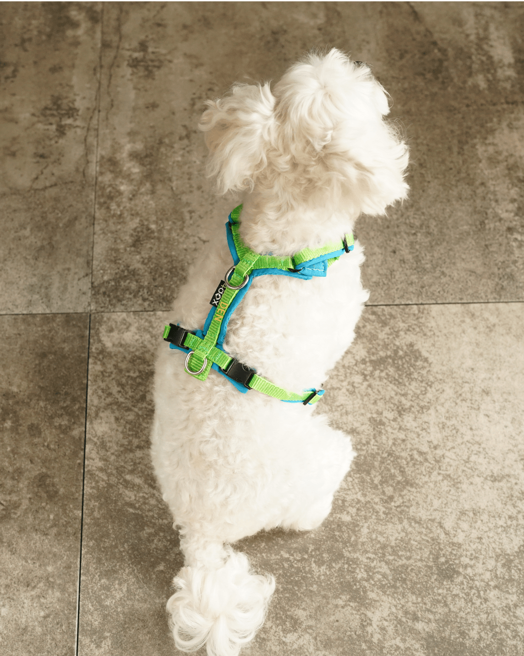 犬用ハーネス 4dox コンフォトプラスハーネス 小型犬用 – カスタムメイドハーネス オリジナルカラー＆文字入れ無料｜ペット用首輪・ハーネス｜犬用ハーネス 4dox コンフォトプラスハーネス 小型犬用 – カスタムメイドハーネス オリジナルカラー＆文字入れ無料