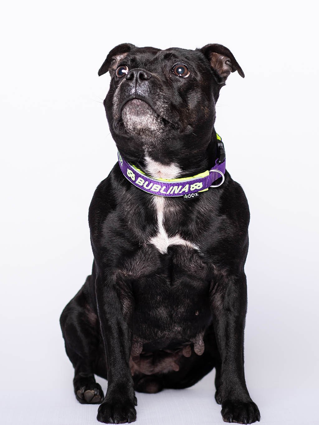 犬用 4dox｜小型犬・中型犬・大型犬対応 カスタムメイドネックバンド（クラシックカラー）｜オリジナルカラー＆無料名入れ｜ペット用首輪・ハーネス｜犬用 4dox｜小型犬・中型犬・大型犬対応 カスタムメイドネックバンド（クラシックカラー）｜オリジナルカラー＆無料名入れ