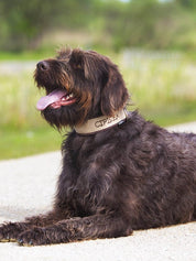 犬用 4dox｜小型犬・中型犬・大型犬対応 カスタムメイドネックバンド（クラシックカラー）｜オリジナルカラー＆無料名入れ｜ペット用首輪・ハーネス｜犬用 4dox｜小型犬・中型犬・大型犬対応 カスタムメイドネックバンド（クラシックカラー）｜オリジナルカラー＆無料名入れ