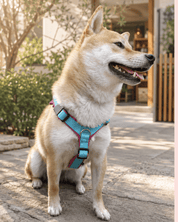 犬用ハーネス 4dox カスタムメイド カラー 採寸オーダー 名入れ無料 中型犬 大型犬｜ペット用首輪・ハーネス｜犬用ハーネス 4dox カスタムメイド カラー 採寸オーダー 名入れ無料 中型犬 大型犬