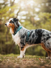 犬用ハーネス 4dox 中型犬・大型犬 – カスタムメイドハーネス オリジナルカラー＆文字入れ無料｜ペット用首輪・ハーネス｜犬用ハーネス 4dox - コンフォートプラスハーネス｜カラーカスタマイズ＆文字入れ無料
