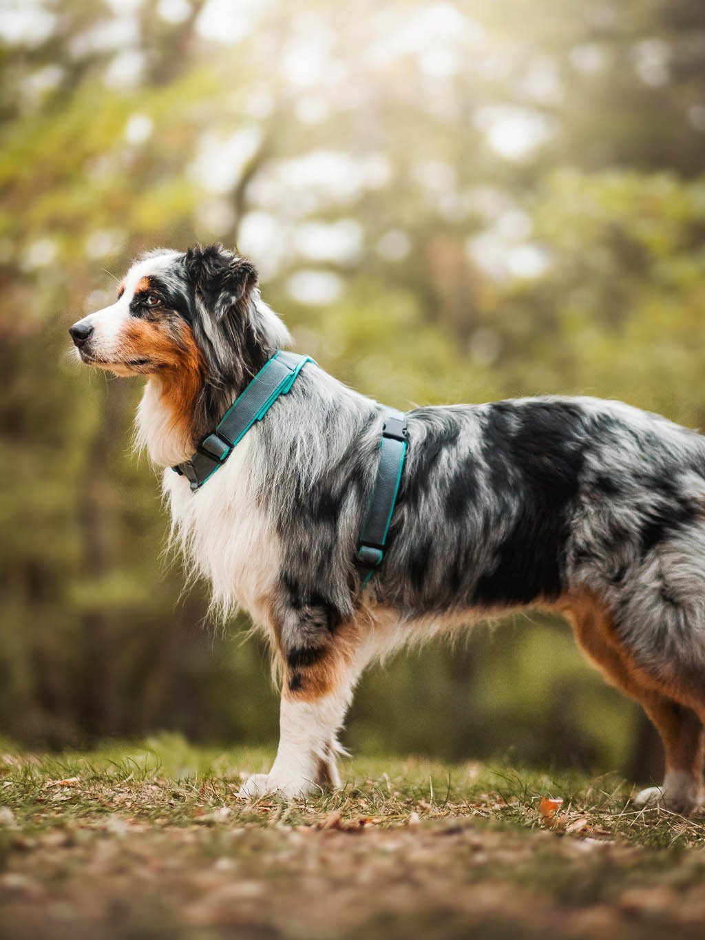 犬用ハーネス 4dox 中型犬・大型犬 – カスタムメイドハーネス オリジナルカラー＆文字入れ無料｜ペット用首輪・ハーネス｜犬用ハーネス 4dox - コンフォートプラスハーネス｜カラーカスタマイズ＆文字入れ無料