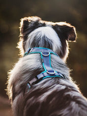 犬用ハーネス 4dox 中型犬・大型犬 – カスタムメイドハーネス オリジナルカラー＆文字入れ無料｜ペット用首輪・ハーネス｜犬用ハーネス 4dox - コンフォートプラスハーネス｜カラーカスタマイズ＆文字入れ無料