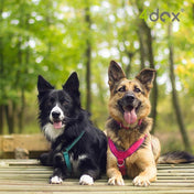 犬用ハーネス 4dox 中型犬・大型犬 – カスタムメイドハーネス オリジナルカラー＆文字入れ無料｜ペット用首輪・ハーネス｜犬用ハーネス 4dox - 安全・快適でおしゃれなデザインの散歩用ハーネス｜ペット用首輪・ハーネス