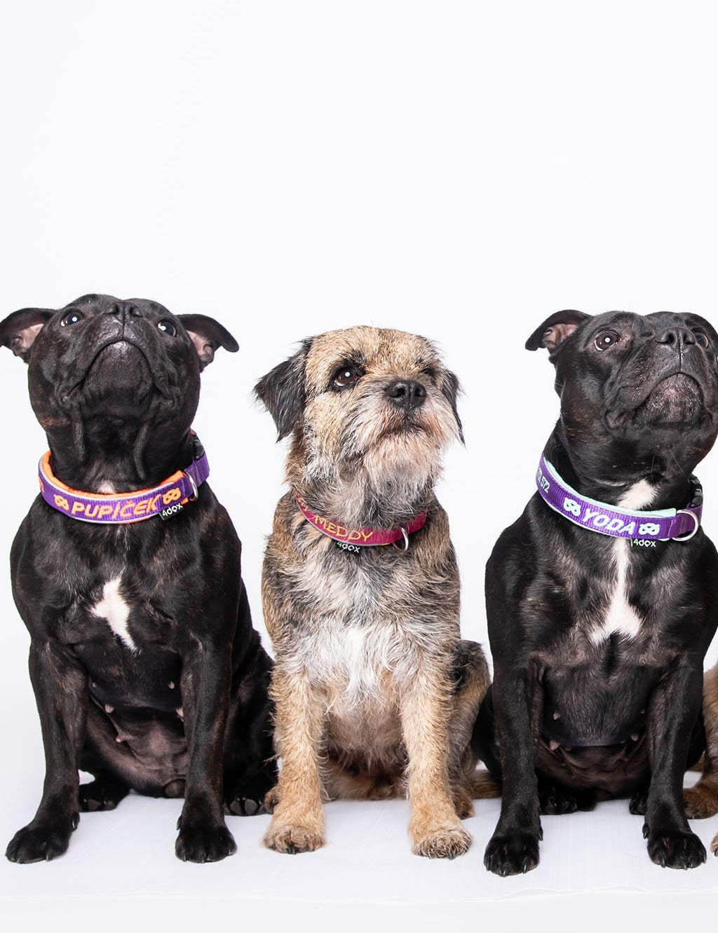 犬用 4dox｜小型犬・中型犬・大型犬対応 カスタムメイドネックバンド（クラシックカラー）｜オリジナルカラー＆無料名入れ｜ペット用首輪・ハーネス｜犬猫の首輪　4dox オリジナル名前入れ　おしゃれ　丈夫　かわいい