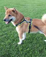 犬用ハーネス 4dox コンフォトプラスハーネス 小型犬用 – カスタムメイドハーネス オリジナルカラー＆文字入れ無料｜ペット用首輪・ハーネス