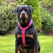 犬用ハーネス 4dox - コンフォートプラスハーネス XL / XXL｜ペット・ペット用品>ペット用品>ペット用首輪・ハーネス｜犬用ハーネス 4dox - コンフォートプラスハーネス XL / XXL| 全体パッド付きで引っ張りの負担を軽減
