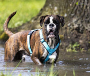 【45kg以上専用】超大型犬の引っ張りに耐えるハーネス｜抜けない XL/XXL 4dox