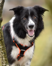 犬用ハーネス 4dox カスタムメイド カラー 採寸オーダー 名入れ無料 中型犬 大型犬