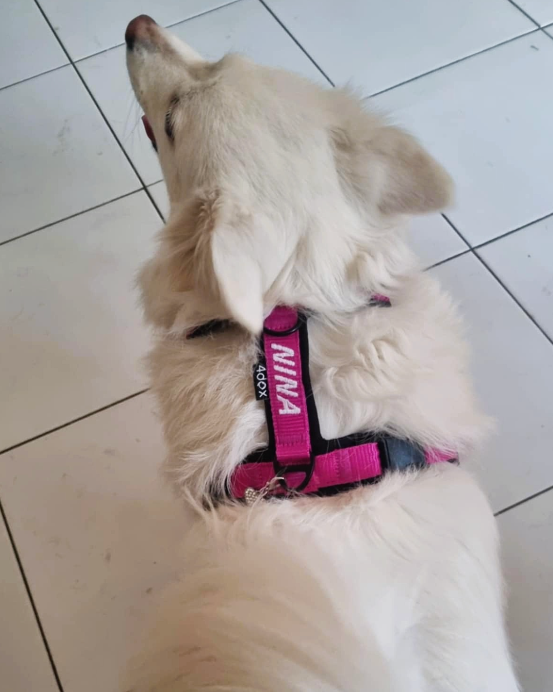 犬用ハーネス 4dox カスタムメイド カラー 採寸オーダー 名入れ無料 中型犬 大型犬