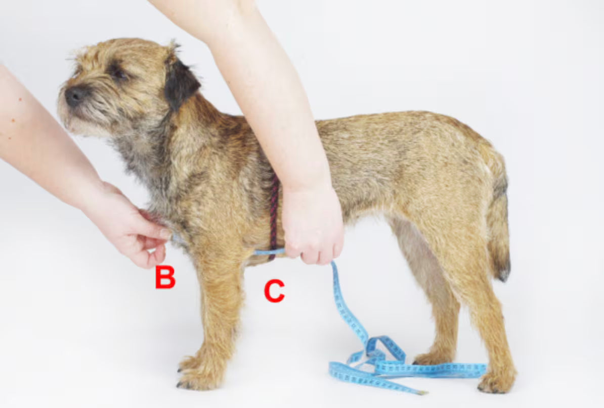 犬用ハーネス 4dox - コンフォートプラスハーネス XL / XXL