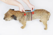 犬用ハーネス 4dox - コンフォートプラスハーネス XL / XXL