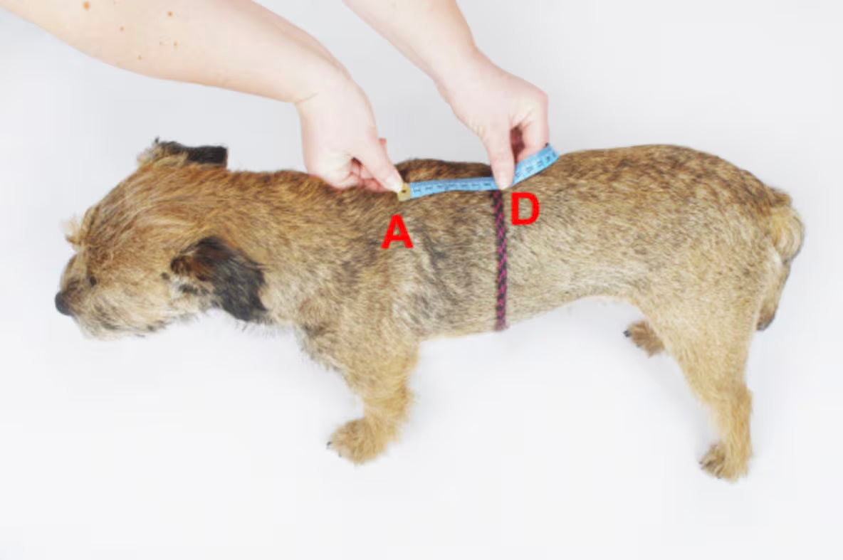 犬用ハーネス4dox|H・Y形状|引っ張る力を均等分散|高品質パッド入り 犬用ハーネス4dox|H・Y形状|引っ張る力を均等分散|高品質パッド入り