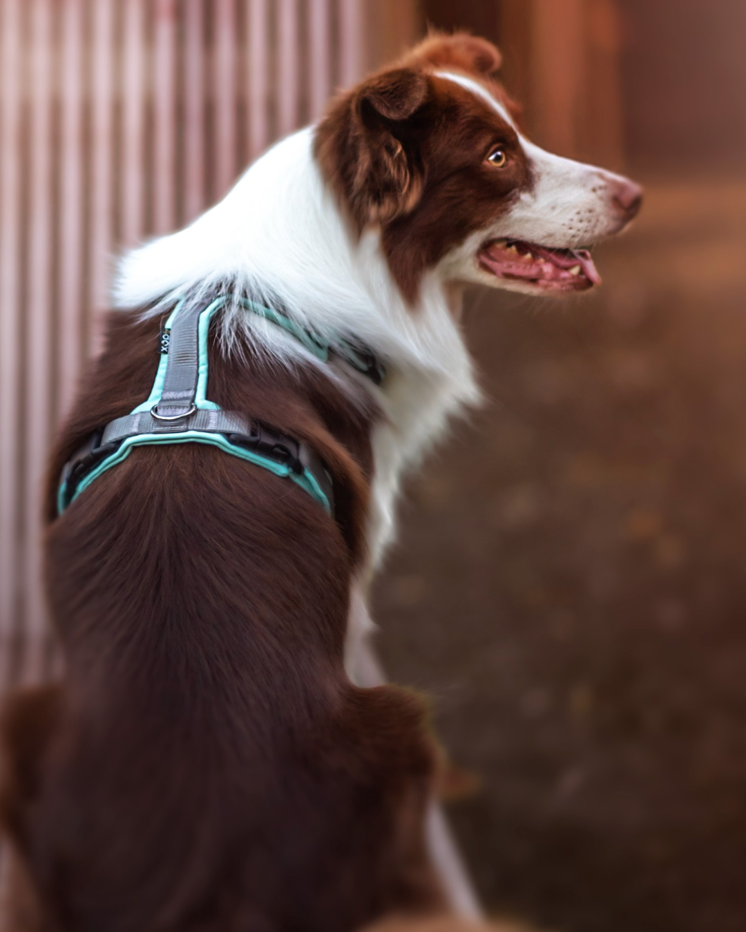 犬用ハーネス 4dox カスタムメイド カラー 採寸オーダー 名入れ無料 中型犬 大型犬