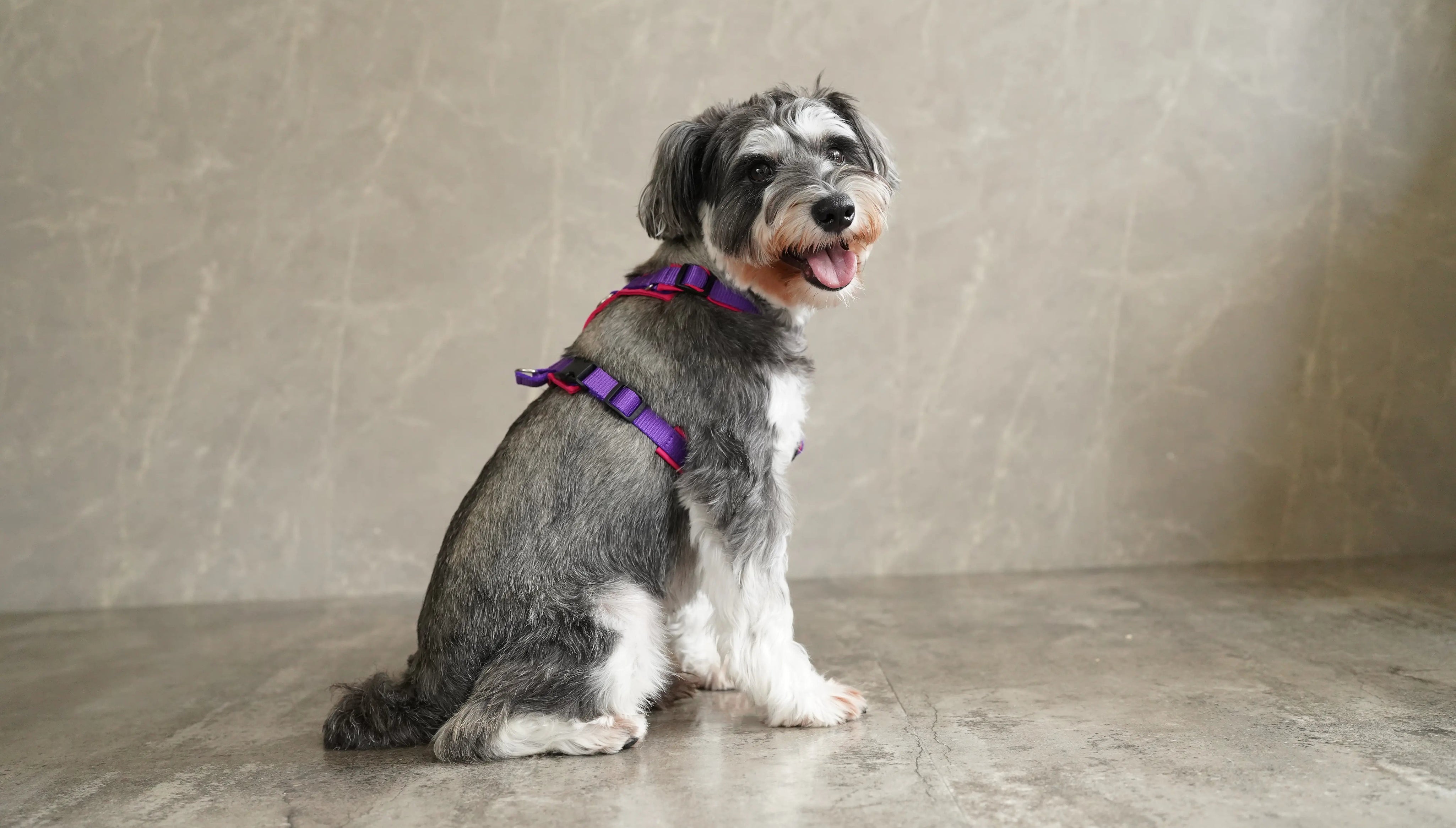 犬用ハーネス 4dox 安心安全のハーネスなら