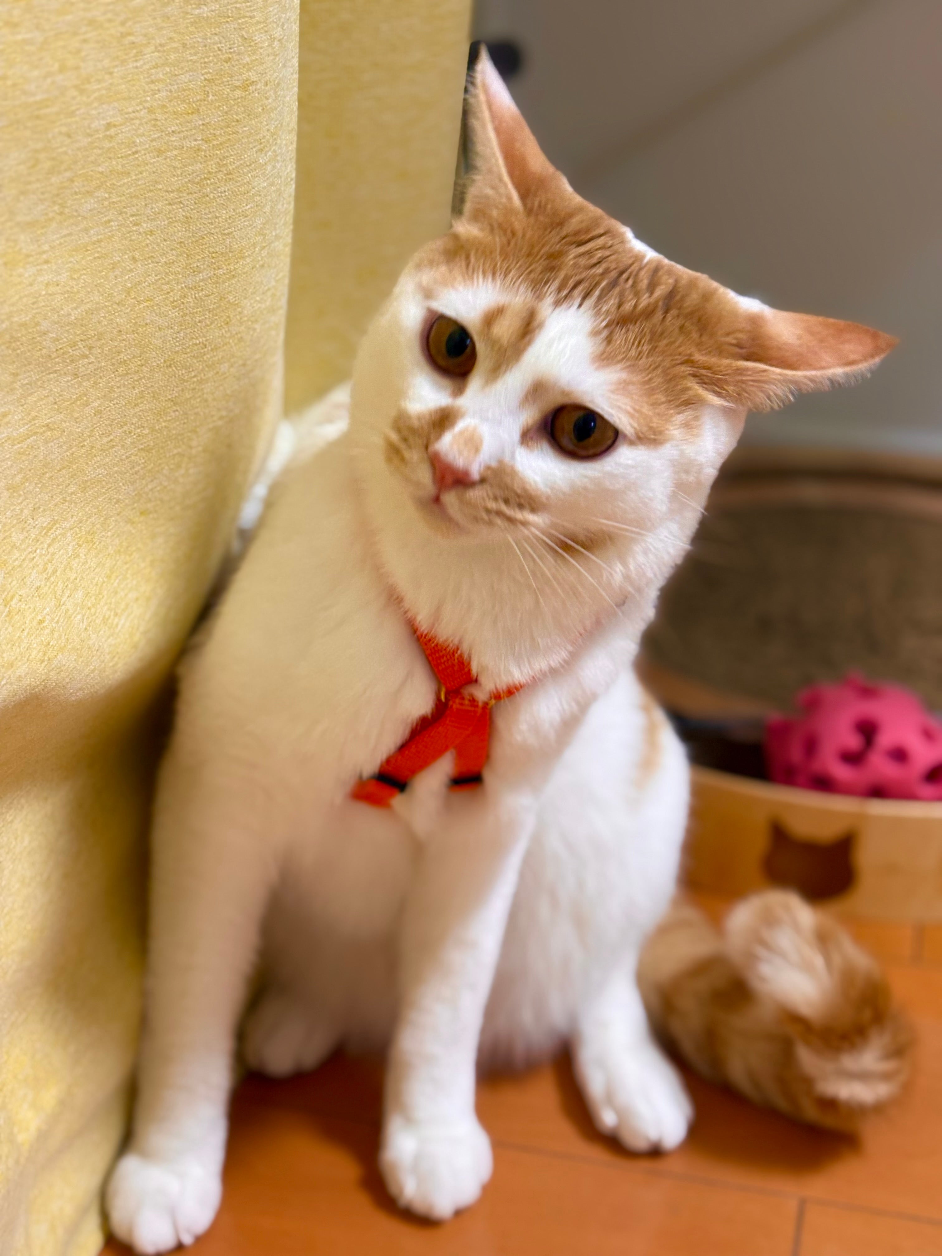 Alice's Dog & Cat｜お客様満足度98％｜愛犬・愛猫の気持ちを考えた