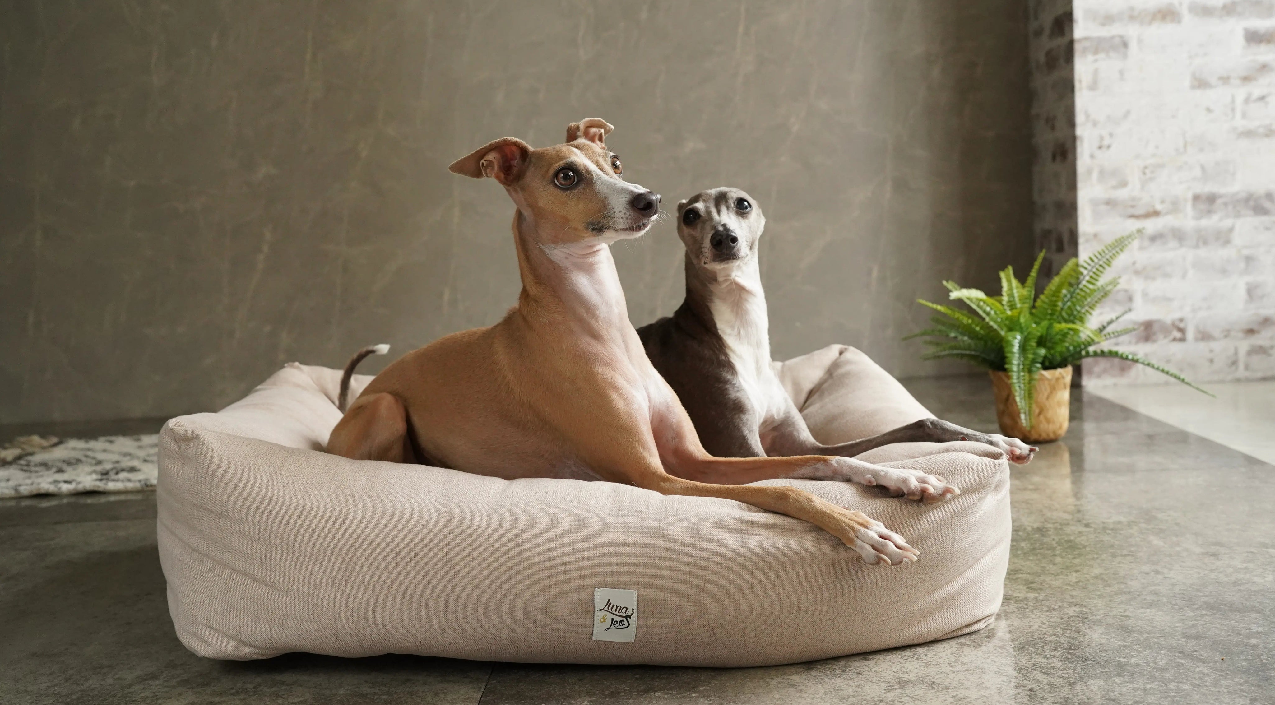 犬用猫用ベッド レオエルナ イタリングレーハウンド