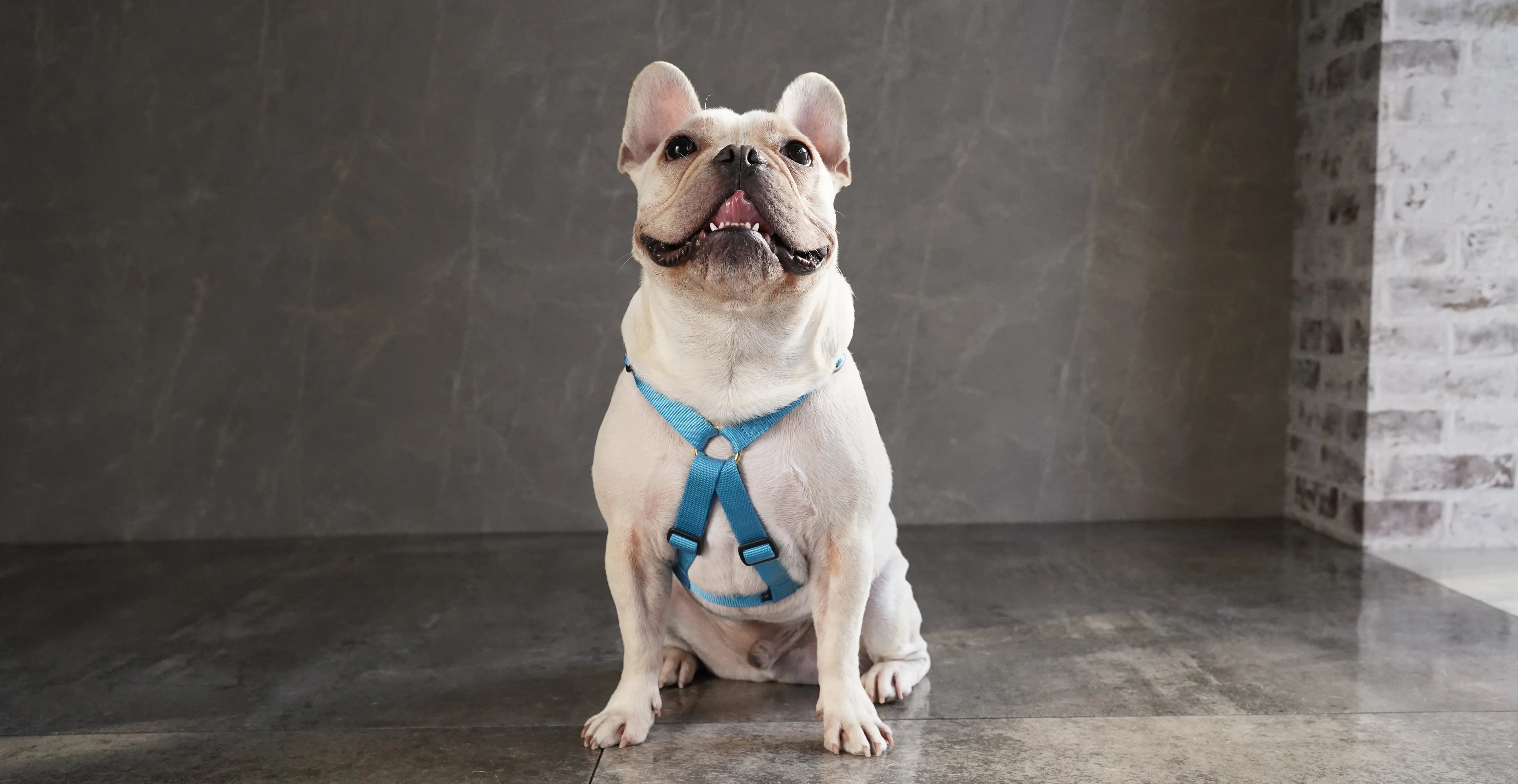 よーみ、クリスマス短毛ファーシュシュ(ゴールド×白)わんちゃん猫