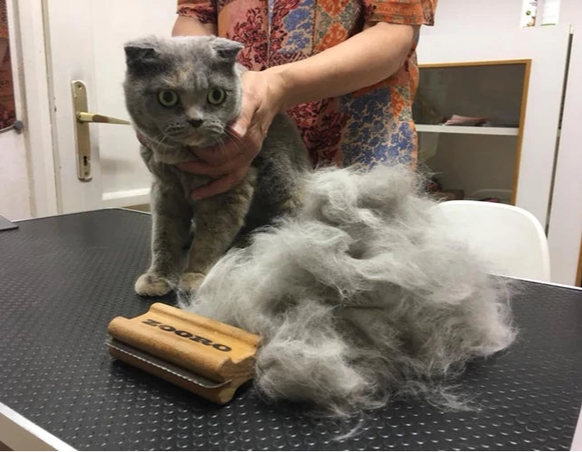 猫用にゾログルーミングコーム