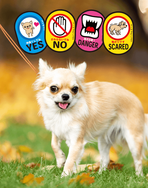 alices-dog-cat-no-scared-