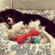 犬猫用ベッド Leo & Luna トワルドジュイ ブルードゥシーヌ | 高級感あるブルー生地のデザイン｜犬猫用ベッド｜犬猫用ベッド Leo & Luna トワルドジュイ ブルードゥシーヌ | 高級感あるブルー生地のデザイン｜犬猫用ベッド