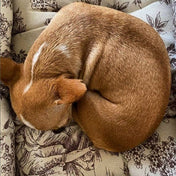 犬猫用ベッド Leo & Luna トワルドジュイ ブランフォンセ | 高級感あるブルー生地のデザイン｜ベッド｜犬猫用ベッド Leo & Luna トワルドジュイ ブランフォンセ | 高級感あるブルー生地のデザイン｜ベッド