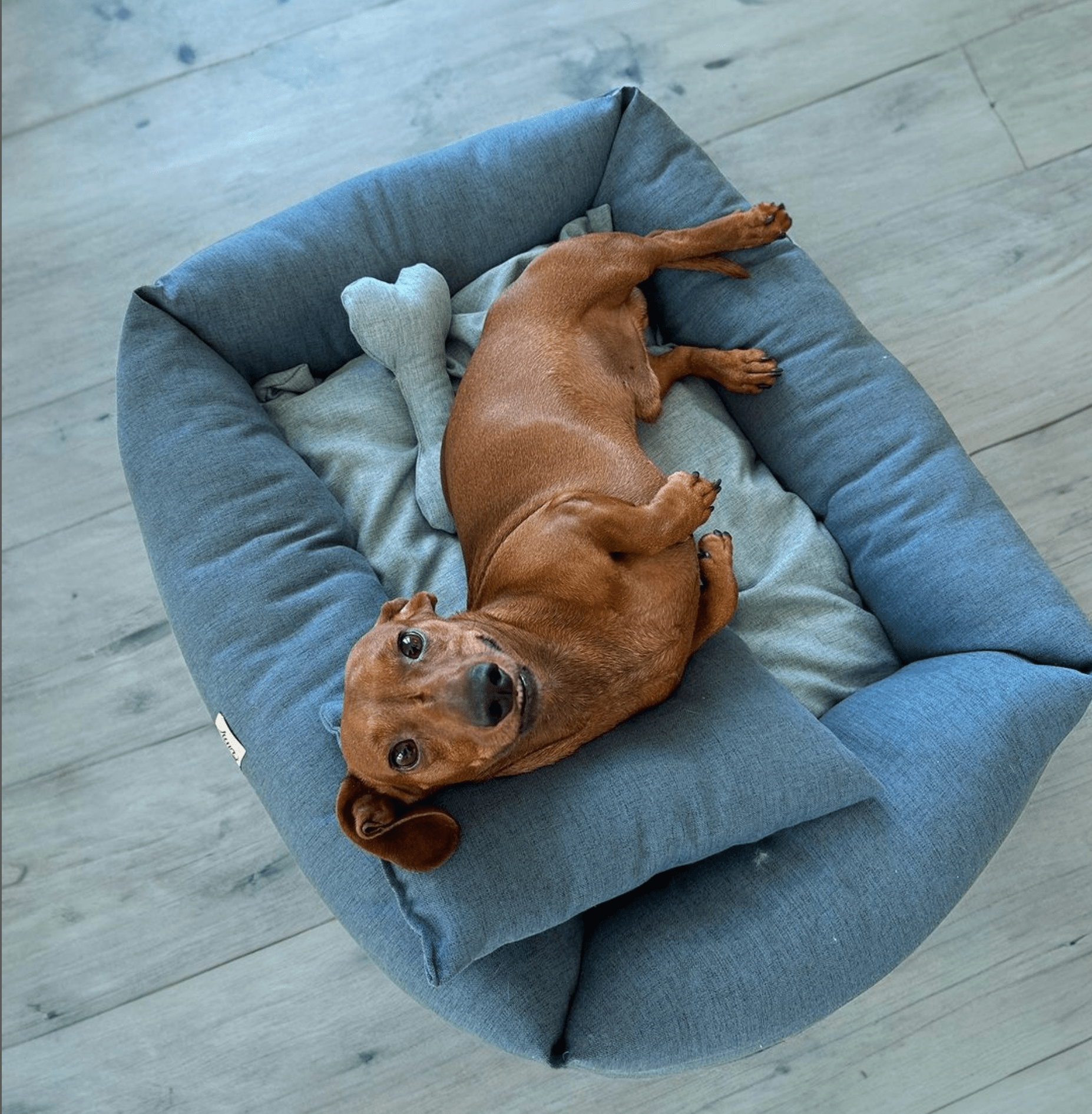 ペット用品販売|Alice's Dog & Cat 犬猫用ベッド&マット|高品質 ペット用品販売|Alice's Dog & Cat 犬猫用ベッド&マット|高品質