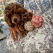 犬猫用 キャリーバッグ Leo & Luna トワルドジュイコレクション｜犬用バッグ｜犬用トワルドジュイ柄が特徴のLeo & Luna 犬用キャリーバッグ、おしゃれで快適