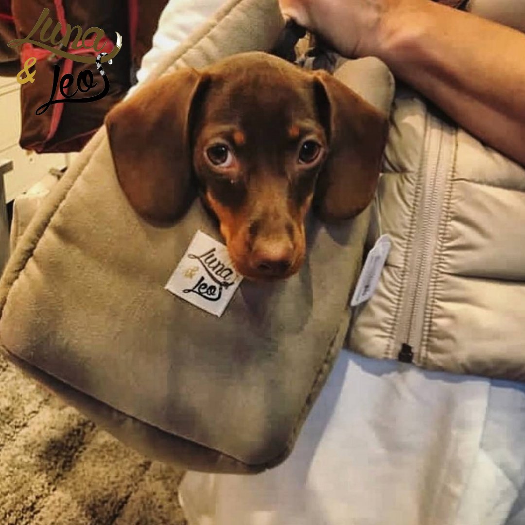 犬猫用 キャリーバッグ Leo & Luna トワルドジュイコレクション｜犬用バッグ｜レオエルナ キャリーバッグを持つ飼い主、おしゃれな外出スタイルにマッチ
