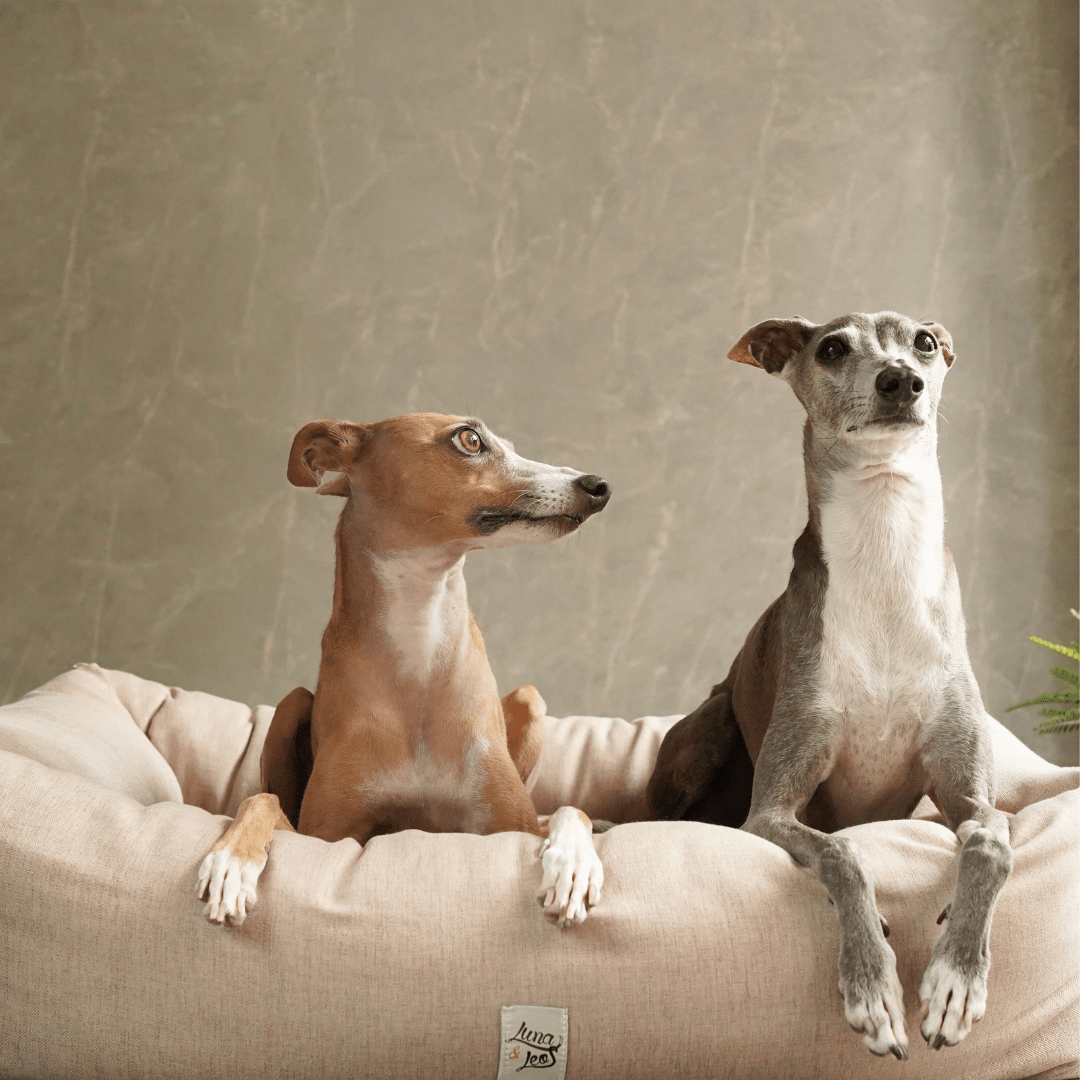 犬猫用ベッド Leo & Luna シッタコレクション - おしゃれなインテリアにも最適｜犬猫用ベッド｜犬猫用ベッド Leo & Luna シッタコレクション - おしゃれなインテリアにも最適