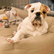 犬猫用ベッド Leo & Luna シッタコレクション - おしゃれなインテリアにも最適｜犬猫用ベッド｜犬猫用ベッド Leo & Luna シッタコレクション - おしゃれなインテリアにも最適｜犬猫用ベッド